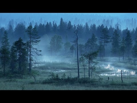 Finnish Folk Music - Forests of Finland