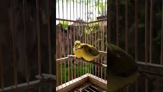 Download lagu Anakan pleci belajar ngriwik tipis tipis mp3 Download lagu Anakan pleci belajar ngriwik tipis tipis mp3