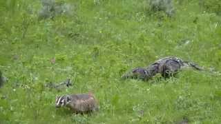 preview picture of video 'Badger in Yellowstone National Park'