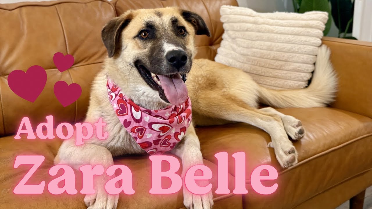Zara Belle the Gentle Giant Sweetheart, a Adoptable mixed breed in Homestead, PA video 2/6