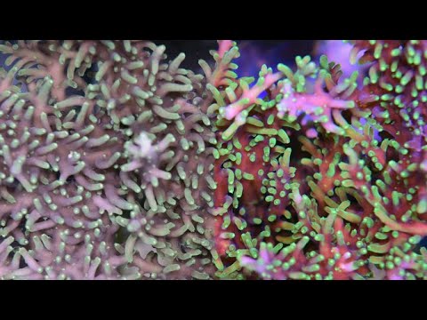 image-What is the complementary color to coral?