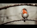Robin Sound Robin Bird Calling Sound Robin Bird Sound Effect