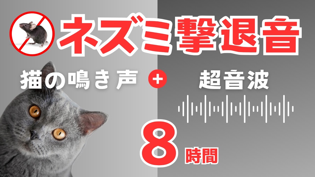 ネズミ撃退音(8時間)。猫の鳴き声と超音波。猫の鳴き声が少ない落ち着きバージョン
