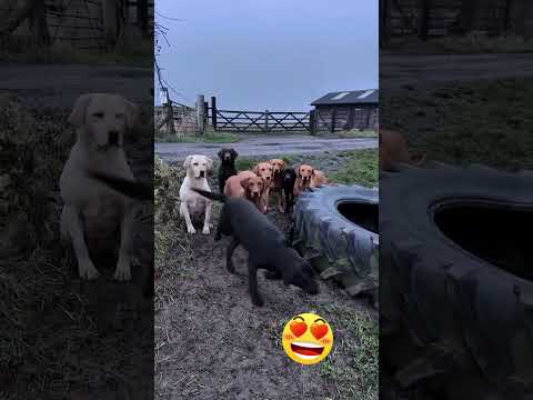 yang gak ada namanya ketawa