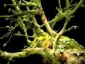 Under Byen - Plantage.flv