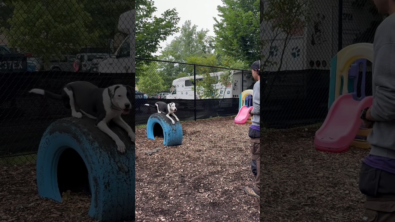 Enlarge Dobson, a Adoptable mixed breed in Briarcliff Manor, NY video 6/6