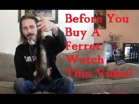 BEFORE you BUY a FERRET watch this VIDEO!  How To Care For Pet Ferrets!