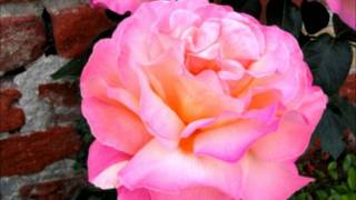 THE HOUSE OF LOVE Shine On SINGLE VERSION