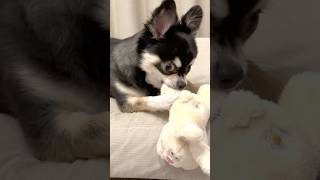 犬にもその日の気分がある。 #犬との暮らし #chihuahua #dog