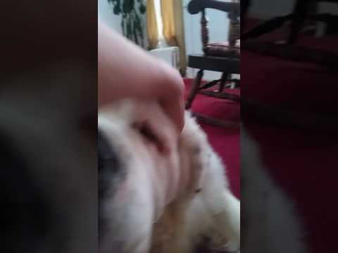 download lagu mp3 mp4 Saint Bernard Christmas Ornament, download lagu Saint Bernard Christmas Ornament gratis, unduh video klip Saint Bernard Christmas Ornament