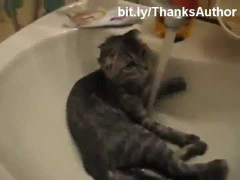 Funny cats in water, EPIC