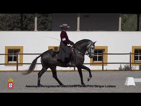 201017 12 Latino - Aprovação de Garanhões