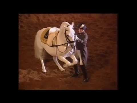 Spanische Reitschule Wien 1994 (3/6) - Arbeit an der Hand