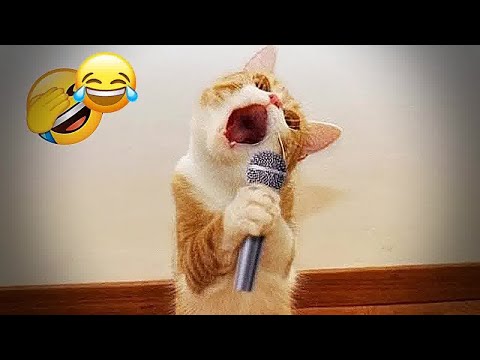 You Laugh You Lose😹Funniest Dogs and Cats 2024😻🐶