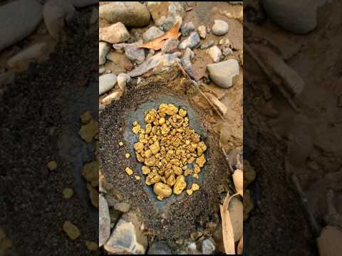 Solid Gold - Luxury