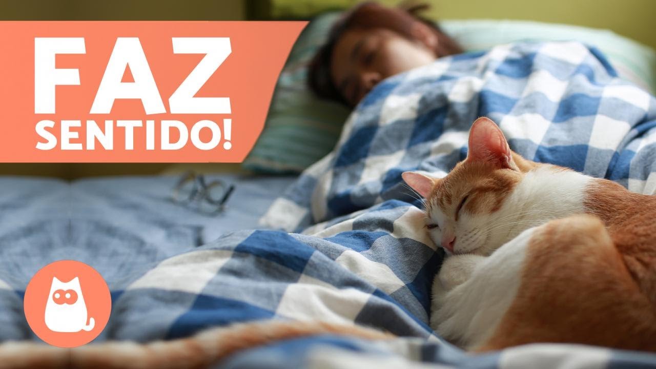 Por que o meu gato dorme nos meus pés? 🐱💤🏻🐱💤 5 causas!