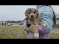 Aussiedoodle dogs for sale: Winston Standard - Video 1