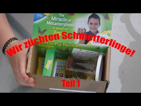 Wir züchten Schmetterlinge (Deutsch/German)