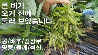 [큰 비 오기 전 점검]콩/배추/김장무/땅콩/들께/석산...