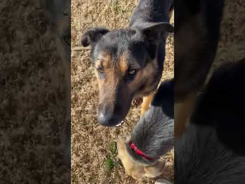 Haymish, an adoptable German Shepherd Dog in Greeneville, TN_image-1