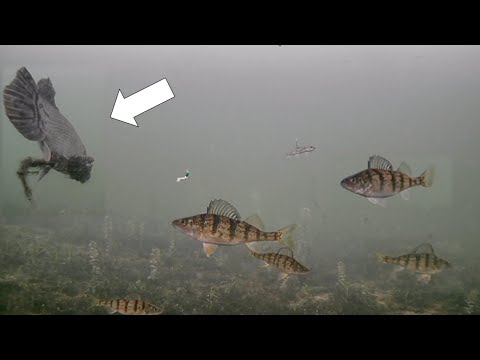Mysterious Fish! Ice Fishing with Underwater Camera (Perch Frenzy!)