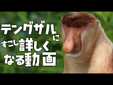 Callithrix flavicepsについて詳しく解説