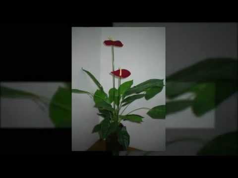 Floral Displays by Sarah Jane