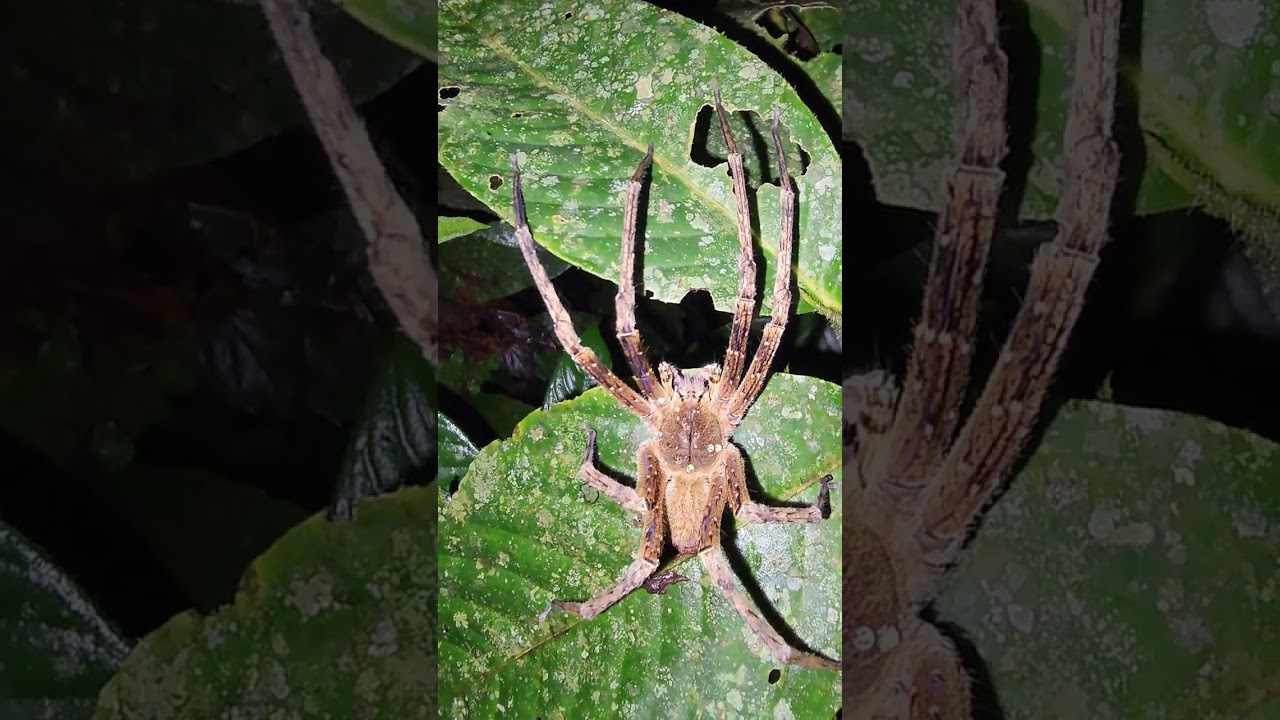 Highly venomous Brazilian wondering spider I found last night in the Amazon rainforest
