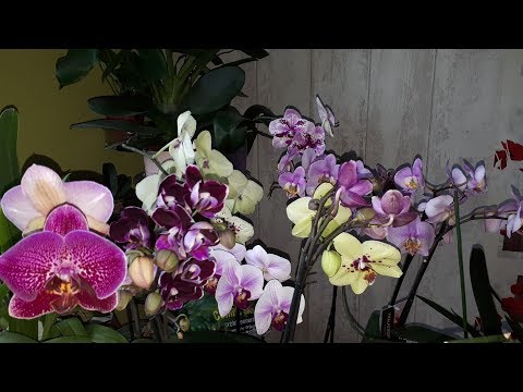 , title : 'Ingrijirea orhideei Phalaenopsis ( lumina, temperatura, udare, fertilizare, umiditate, reinflorire )'