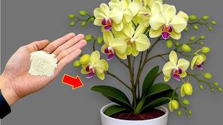 I Was Surprised With This Miracle That So Many Orchid Buds Grow Easily