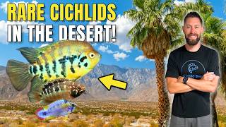I Found Rare Cichlids in the Desert! (Coachella Valley Aquatics)