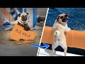 The Dog Catcher von AaronsAnimals vor 9 The Dog Catcher von AaronsAnimals vor 9