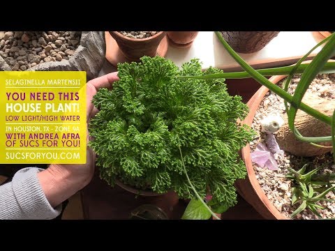 download lagu mp3 mp4 Selaginella Plant, download lagu Selaginella Plant gratis, unduh video klip Selaginella Plant