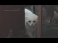 Wake Me Up Cat