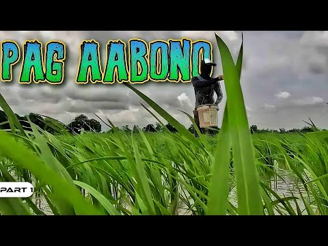 P1-Pag-abono ng Palay - EP1061