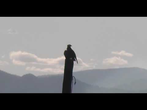 Louis brings fish, Iris shows up! 2017 06 22 20 36 30 496