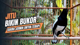 Download lagu suara BURUNG kacer GACOR ngeplong KONSLET Tarung ini Paling Ampuh buat PANCINGAN KACER agar EMOSI mp3 Download lagu suara BURUNG kacer GACOR ngeplong KONSLET Tarung ini Paling Ampuh buat PANCINGAN KACER agar EMOSI mp3