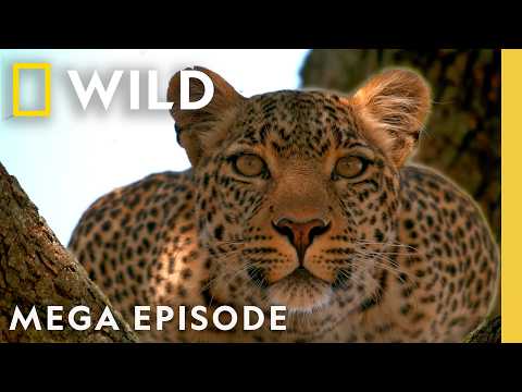 Following Elusive Leopards | MEGA Episode | Nat Geo Animals