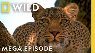 Following Elusive Leopards | MEGA Episode | Nat Geo Animals MQDEFAULT Thumbnail