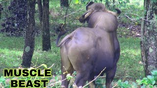 preview picture of video 'BISON IN KODAIKANAL'