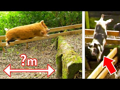 NEW Pig Racing RACETRACK – ‘THE WOOD’ Stadium