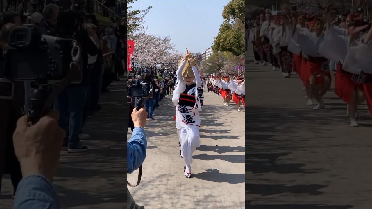 桜橋花まつり 浅草雷連 #阿波踊り