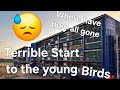 First Young bird race Wetherby 😓