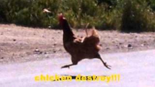 chicken destroy 0001