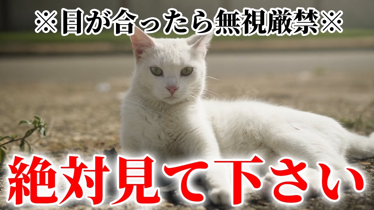 【目が合ったら無視厳禁】たった一分間再生できたら「福」が舞い込む幸運の猫の映像。一度しか表示されません。このメッセージを受け取れたら絶対に幸せ訪れます