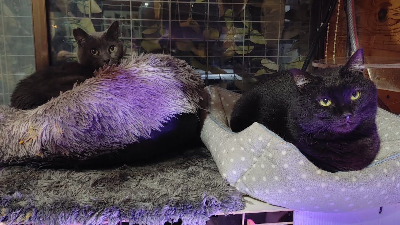 花金ライブ　ラックのその後