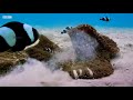Finding Nemo Live Action Edition Barracuda Attack Scene