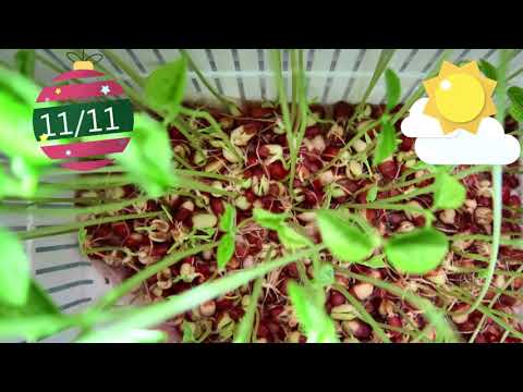 種紅豆