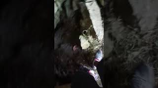 preview picture of video 'Bones found in caves in Atok, Benguet'