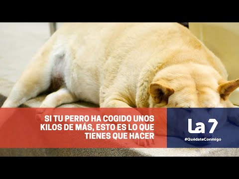 ¿Qué hacer si mi perro ha cogido unos kilos de más? | La 7